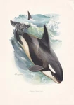 1960 Orca Killer Whale Print - Vintage Animal Wall Art Decor 7.5 X 10.6 Inches. Fixed Price $34.72.