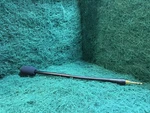 Rts Riedel Gooseneck Microphone For Control Panel. Fixed Price $269.99.